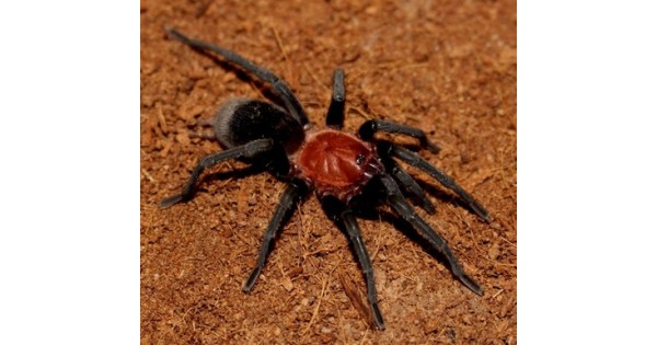 Bumba Cobacla - Brazilian Redhead Tarantula - Virginia Cheeseman ...